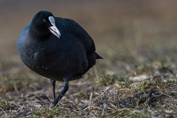 Coot / Fulica