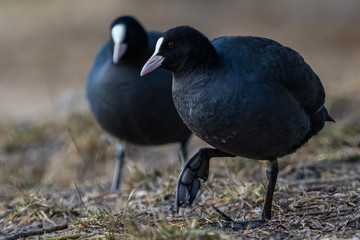 Coot / Fulica