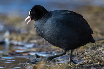 Coot / Fulica