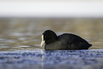 Coot / Fulica