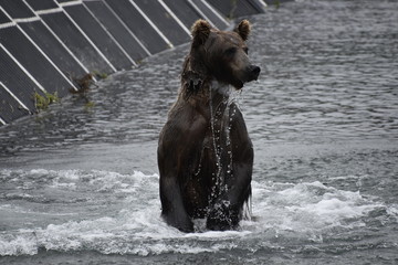 Bear hunting at Kamchatka - 194480724