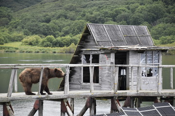Bear in a wildlife at Kamchatka - 194480726