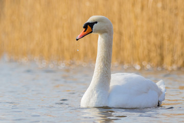 Mute swan / Cygnus olor