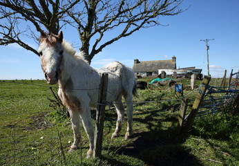 A lame starving abandoned horse tied to a stake in a field by a derelict crofters cottage on the Isle of Skye in Scotland UK. A lone horse left in an empty field in the winter time cold and hungry. © Kelvin Cantlon