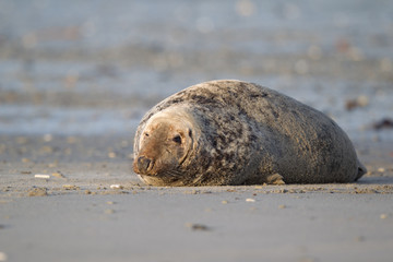 Grey seal (Halichoerus grypus)