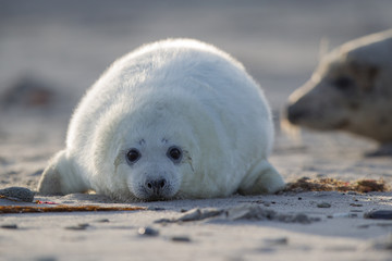 Grey seal (Halichoerus grypus)