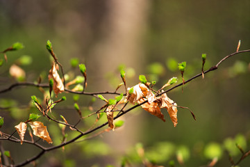 First spring green gentle leaves, buds and branches macro