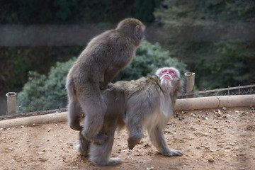 Two monkeys playing