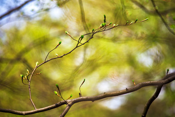 First spring green gentle leaves, buds and branches macro