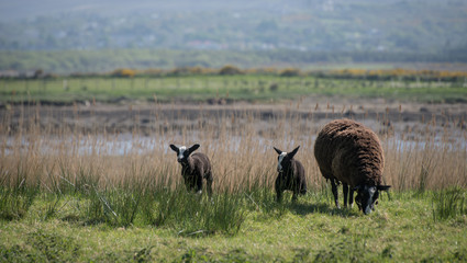 Braunes Schaf mit Lämmern auf Weide