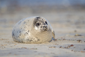 Grey seal (Halichoerus grypus)