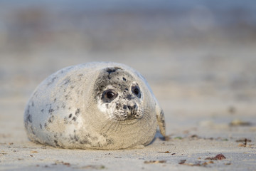 Grey seal (Halichoerus grypus)