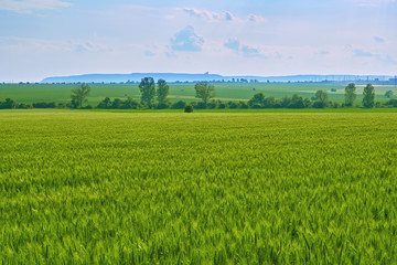 Fototapeta premium Texture of summer green wheat field of wheat on a blue background. Bloomed spikelets of wheat. Background for your text and design 