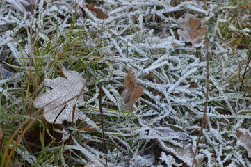 frost on the grass