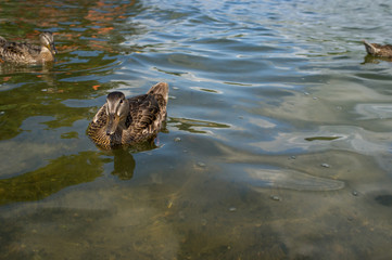 Female Mallard Ducks