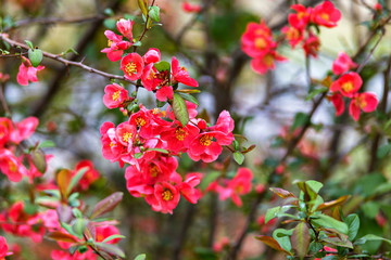 Red spring flowers. Close up springtime Redbud blooms