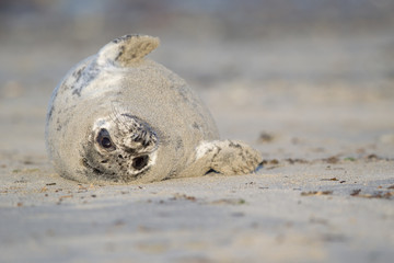 Grey seal (Halichoerus grypus)