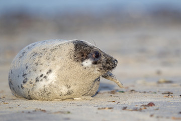 Grey seal (Halichoerus grypus)