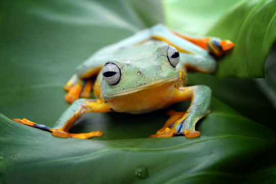 Tree frog, Javan tree frog, flying frog on leaves