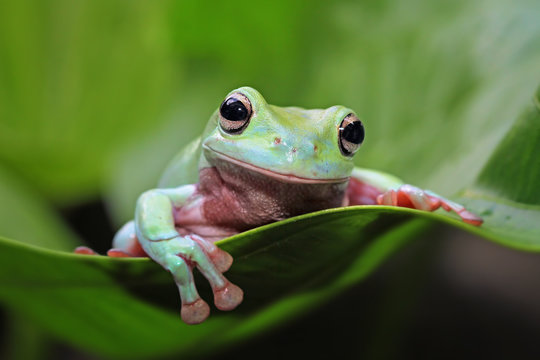 Tree frog, animal, dumpy frog on leaves