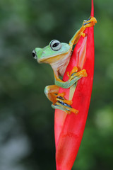 Tree frog, Javan tree frog, flying frog on leaves