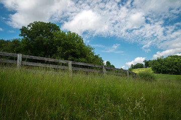 Fototapeta na wymiar Farm Fence Overgrown