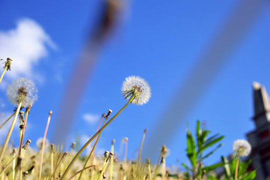 White fluffy dandelions against the background of the blue sky