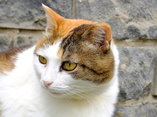 Old serious multi color cat close-up outdoor portrait