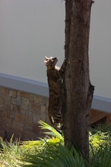 Hunter