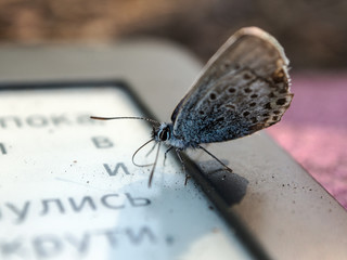 small butterfly on the e-book