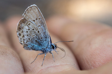 Fototapeta na wymiar butterfly on a finger closeup