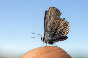 butterfly on the sky background