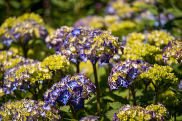 Obraz premium beautiful Hydrangea flower field under the sun