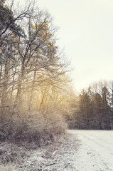 Obraz na płótnie Canvas Snow covered trees in the winter forest