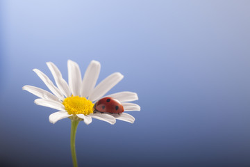 ladybird on camomile flower, ladybug on blue background © Chepko Danil
