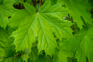 Green Maple Tree Leaves