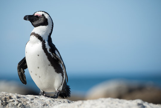 African penguins in Boulders Beach (Cape Town-South Africa)