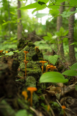 False Chanterelle Mushroom Moss
