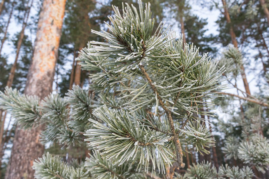 Fototapeta Pines in winter