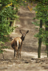 Red Deer, Cervus elaphus, herbivore in autumn forest, Europe
