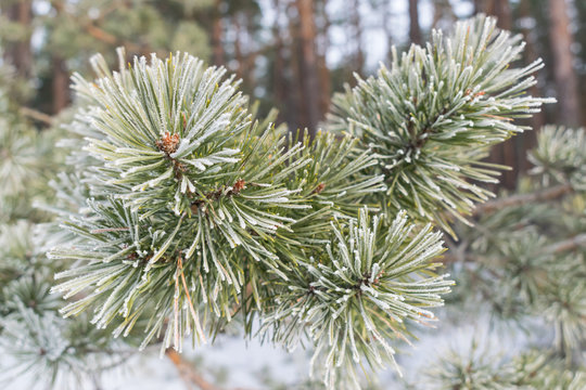 Fototapeta Pines in winter