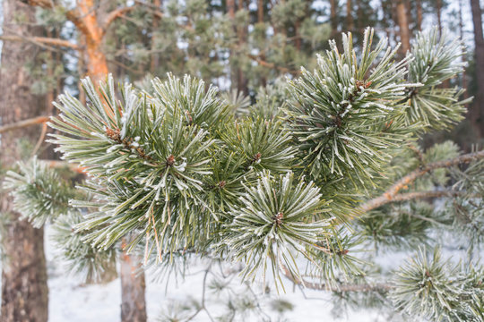 Fototapeta Pines in winter