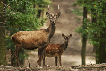 Naklejka na ściany i meble Red Deer, Cervus elaphus, herbivore in autumn forest, Europe