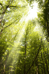 Fototapeta na wymiar Beautiful green forest background with sunny beams.