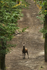 Red Deer, Cervus elaphus, herbivore in autumn forest, Europe