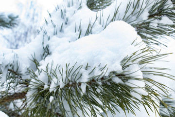 spruce, white, cold, frost, green, forest, ice, season, evergreen, xmas, needle, snowy, landscape, frozen, coniferous, sky, plant