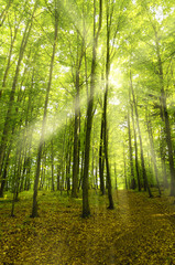 Fototapeta na wymiar Beautiful green forest background with sunny beams.