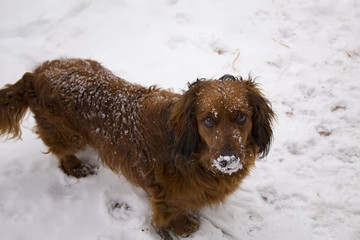 dog, pet,animal, snow, red, spaniel, friend, gold, cold