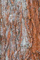 Background with bark of the tree is covered with snow