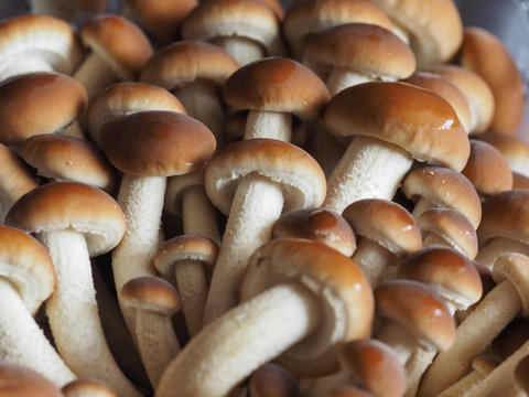 poplar mushrooms aka velvet pioppini mushroom food